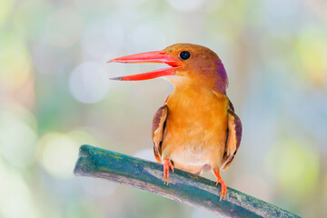ruddy kingfisher (Halcyon coromanda)