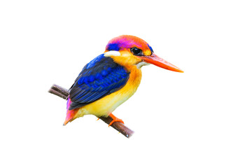 The Oriental dwarf kingfisher (Ceyx erithaca), black-backed kingfisher or three-toed kingfisher isolate on white background.