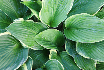 Fototapeta premium Overhead view of beautiful variegated Hosta. Image shot from top view. 