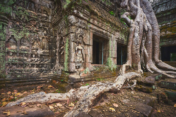 Ruins of Ta Prohm khmer temple in  Angkor Thom 