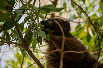 Mongoose lemur feeding © Jasper