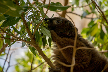 Mongoose lemur feeding