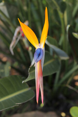 Obraz premium Strelitzia Reginae