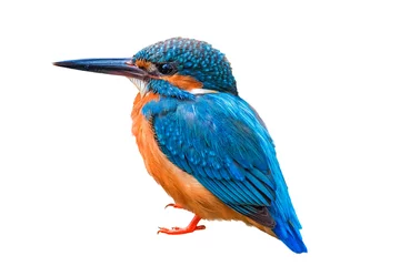 Fotobehang IJsvogel The Common Kingfisher (Alcedo atthis) isolate on white background.  © tanoochai