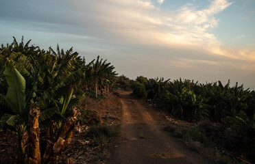 Dirt road in a banana plantation on Tenerife, Spain