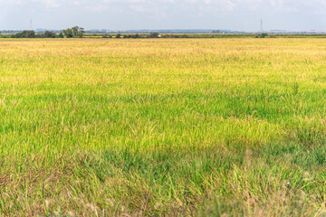 Obraz na płótnie Canvas Irrigated rice plantation in the Toropi River floodplain in southern Brazil