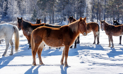 A herd of horses in wild forest in winter in Russia