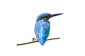 Common Kingfisher (Alcedo atthis) isolate on white background.