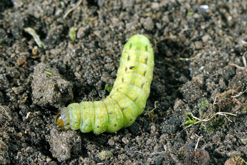 Caterpillars of the large yellow underwing (Noctua pronuba). It is a moth from the family owlet moths Noctuidae. Caterpillars of this species are pests of most crops.