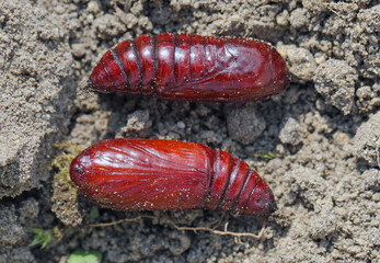 Pupa of the large yellow underwing (Noctua pronuba). It is a moth from the family owlet moths Noctuidae. Caterpillars of this species are pests of most crops.