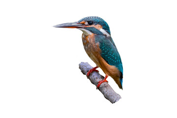 Common Kingfisher (Alcedo atthis) isolate on white background.