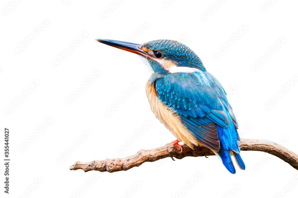 Poster common kingfisher (alcedo atthis) isolate on white background.