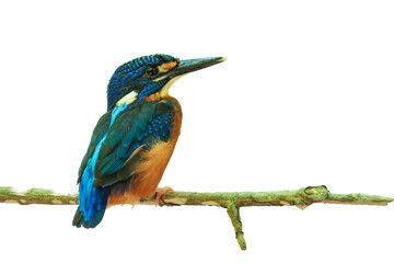 Fototapeta premium Blue-eared Kingfisher ( Alcedo meninting )