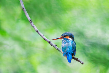 Common Kingfisher (Alcedo atthis)