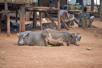 Pigs in a rural khmer village in Cambodia