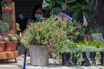 Close up green of Cuphea hyssopifolia plant.Cuphea hyssopifolia orcommon name false heather,Mexican heather,Hawaiian heather,elfin herb.