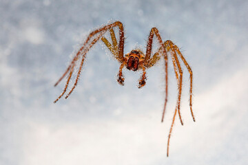 Spider under water with air bubbles keeping it afloat. Common house spider - UK
