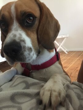 Close up of very cute beagle
