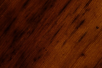 dried banana leaf texture