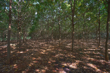 Big rubber plantation in Cambodia