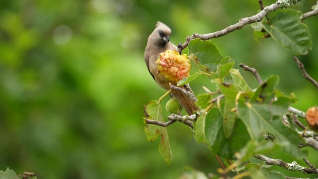 Close up of a speckled mousebird eating a wild fig fruit, shallow focus.