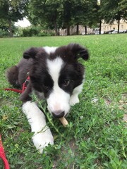 Obraz premium Adorable fluffy border collie puppy