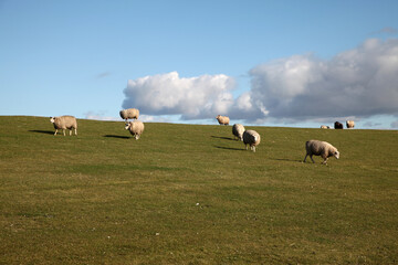schafe auf dem deich an der nordee k&uuml;ste