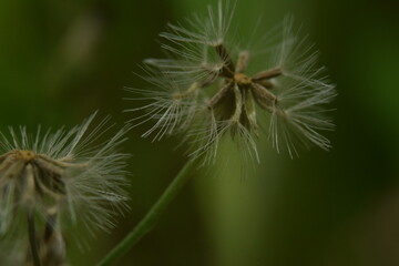 dandelion seed head macro