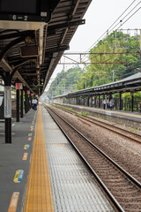 Fototapeta premium 紫陽花