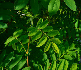Natural background of green rowan  leaves of the. Close-up. Sorbus aucuparia. 