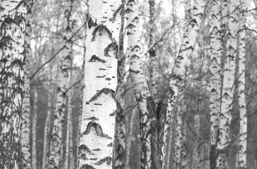 Obraz premium Black and white photo of black and white birches in birch grove with birch bark between other birches