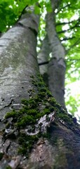 tree in the forest