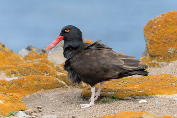 Blackish Oystercatcher