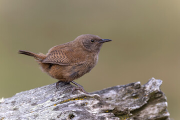 Cobb's Wren