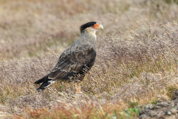 Crested Caracara