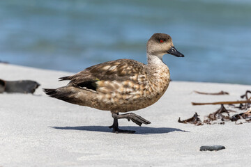 Crested Duck walking along the beach