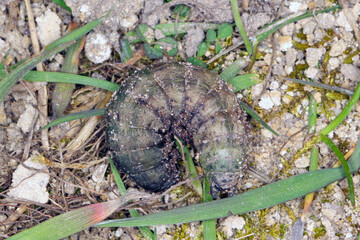 Caterpillars of the owlet moth Noctuidae. This insect is pest of most crops.