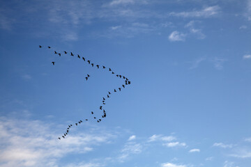 Zugvögel am Blauen Himmel im Herbst