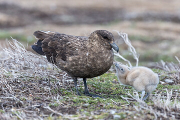Falkland Skua chick begging the adult to be fed