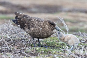 Falkland Skua cchick begging the adult to be fed
