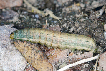 Caterpillars of the owlet moth Noctuidae. This insect is pest of most crops.