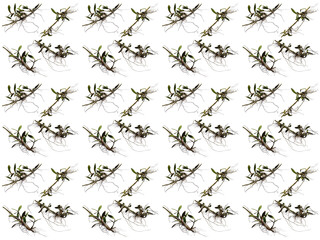 Leaves or Foliage pattern with a white background. Beautiful leaf pattern.