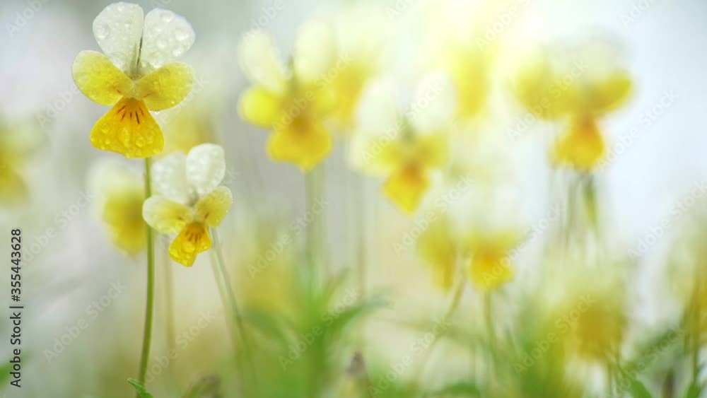 Poster abstract spring flowers swaying in the wind background. shallow dof. yellow and white small field fl