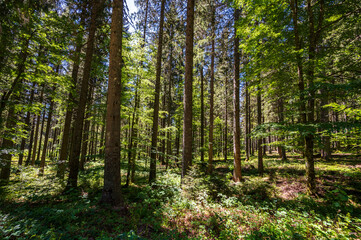Fototapeta na wymiar Lots of trees in the woods in Black Forest on a sunny day