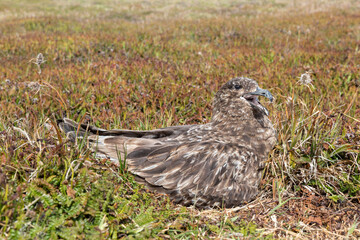 Falkland Skua on nest