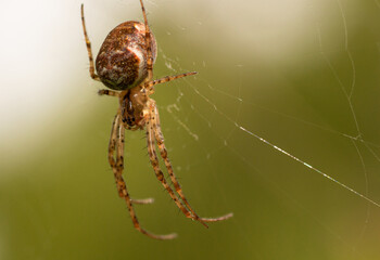 A small spider on a web in macro