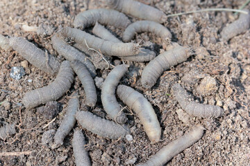 A lot of larvae Crane fly. It is a common name referring to any member of the insect family Tipulidae. It is significant pest in soil of many crops