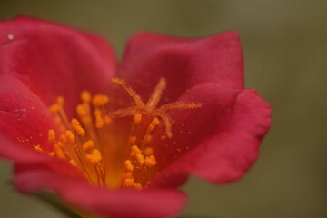 red tulip closeup