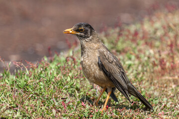 Falklands Thrush searching and hunting for food