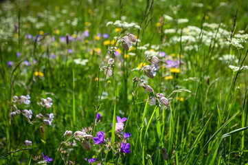 Flower Silene Vulgaris in a grass field close up